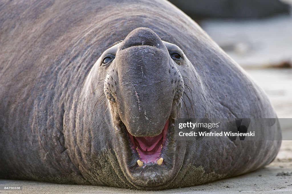 You Talking To Me? stock images