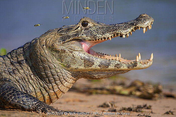 You Talking To Me? stock images