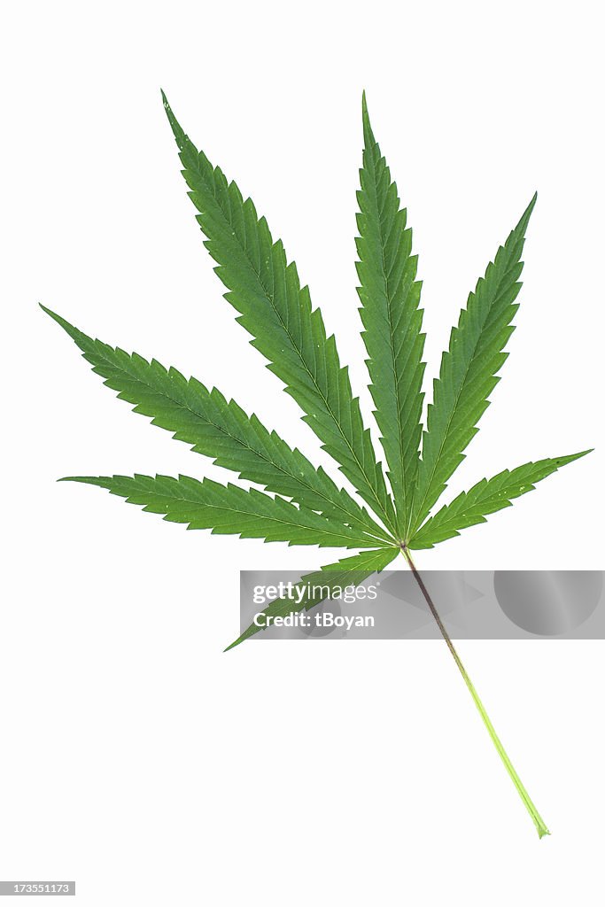 Marijuana stock images