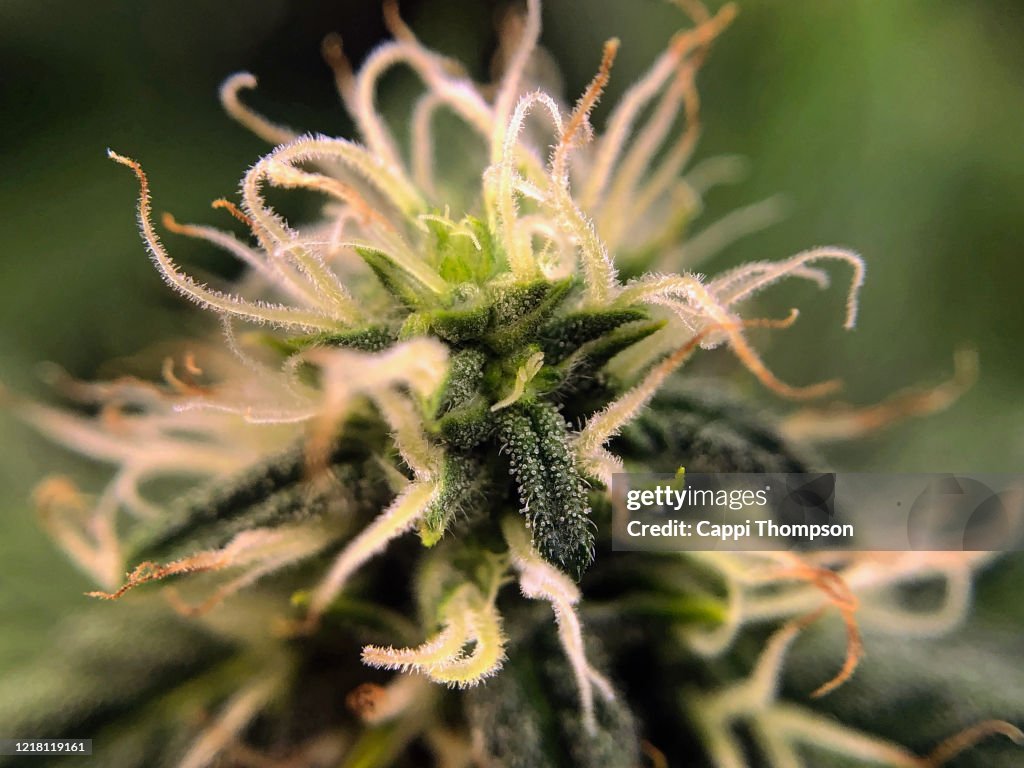 Marijuana stock images