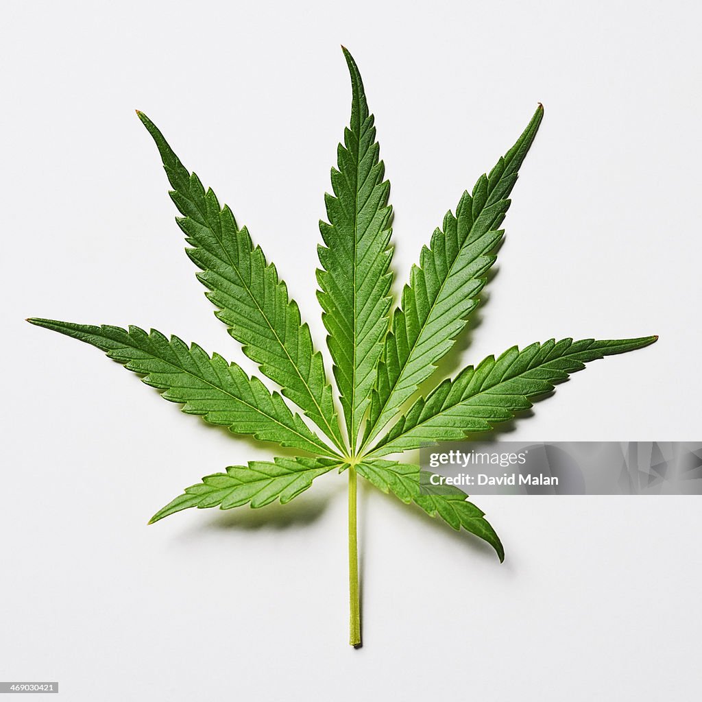 Marijuana stock images