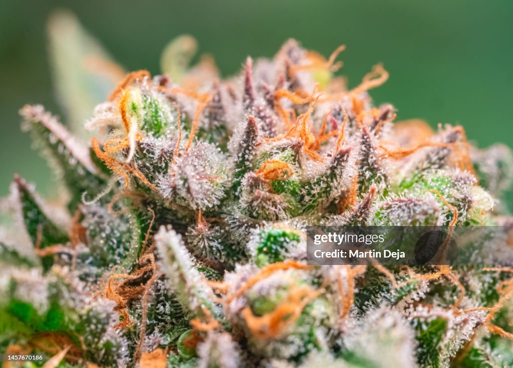 Marijuana stock images