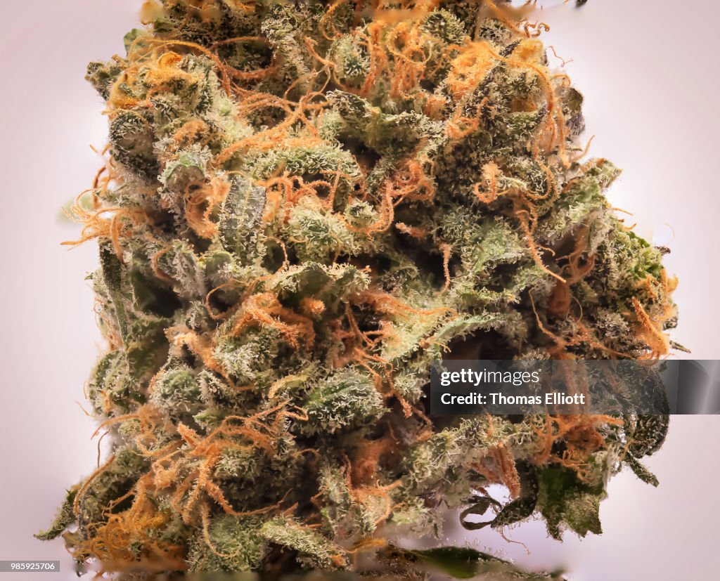 Marijuana stock images