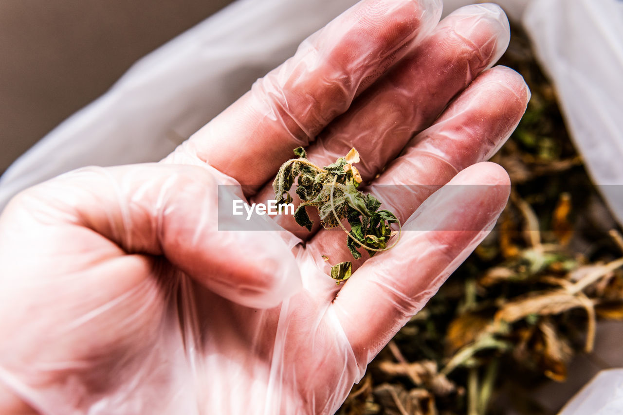 Marijuana stock images