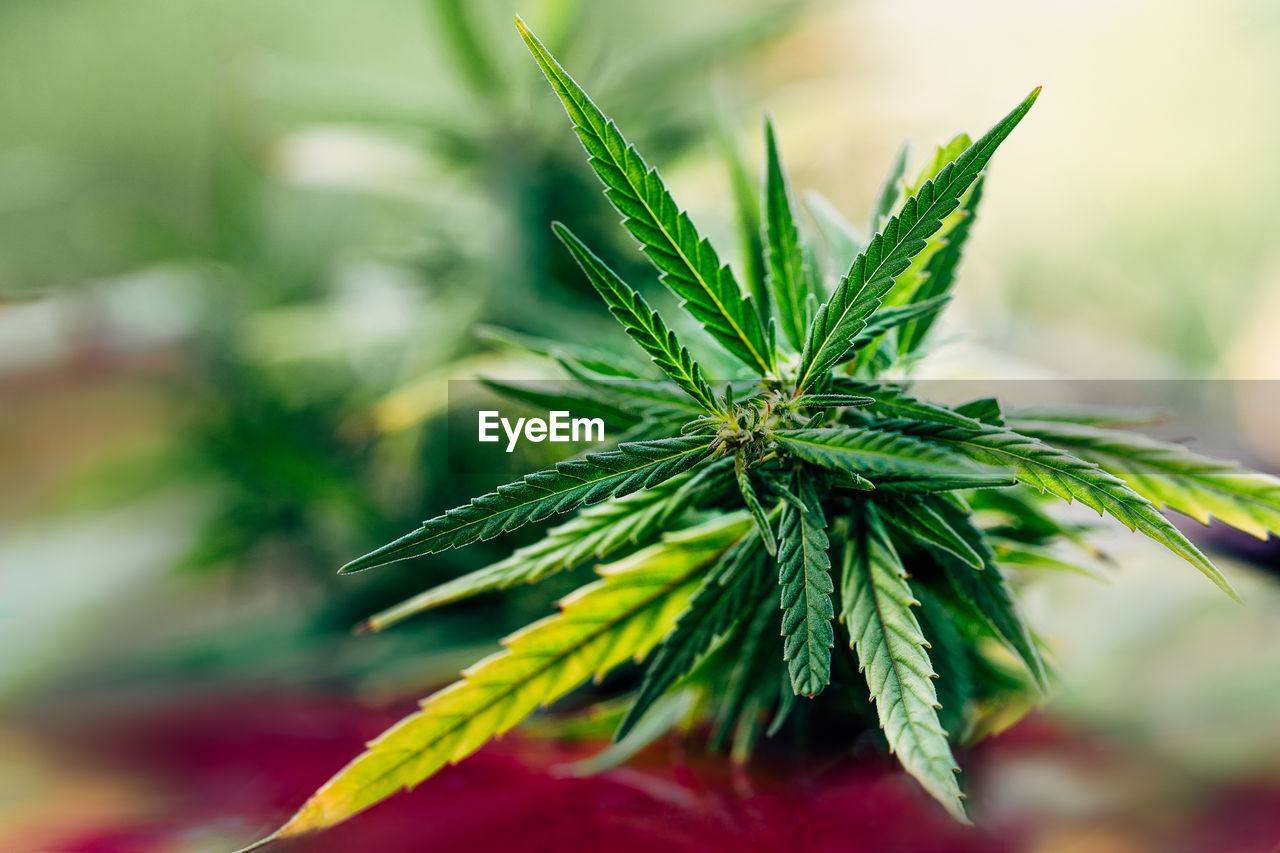 Marijuana stock images