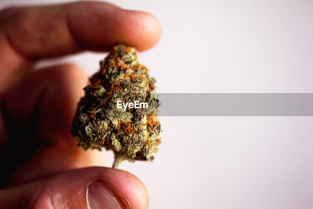 Marijuana stock images
