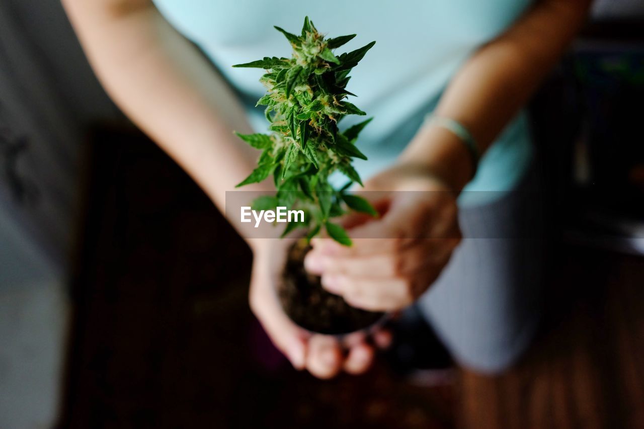 Marijuana stock images