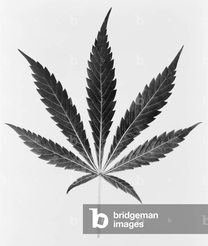 Marijuana art prints