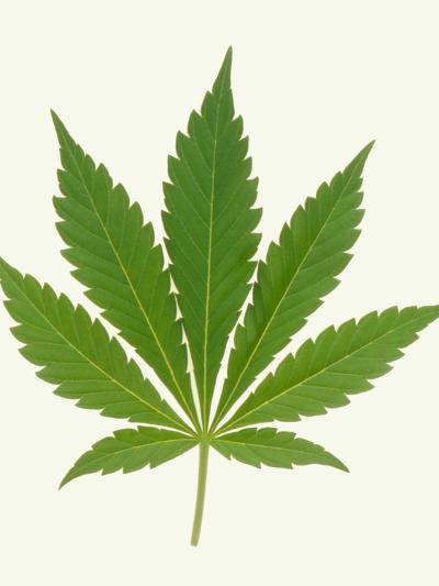 Marijuana art prints