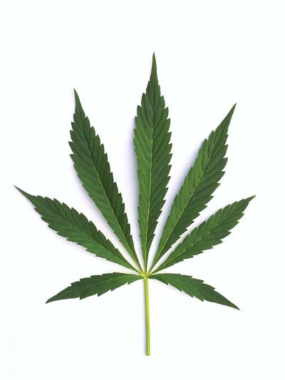 Marijuana art prints