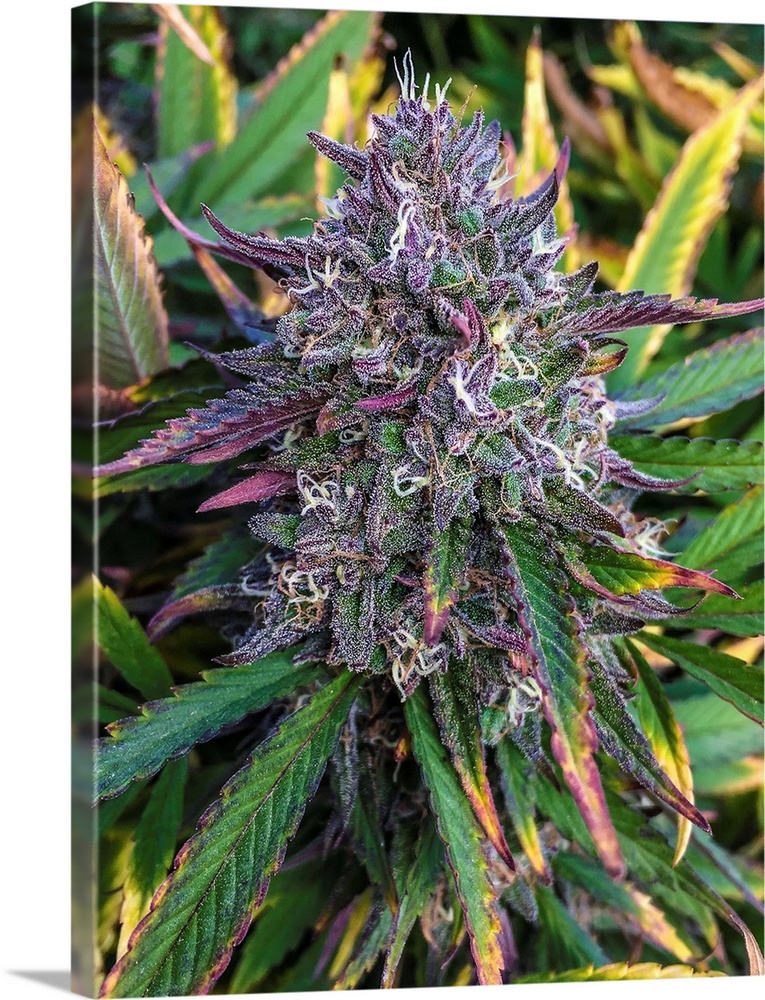 Marijuana art prints