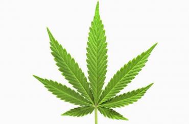 Marijuana art prints