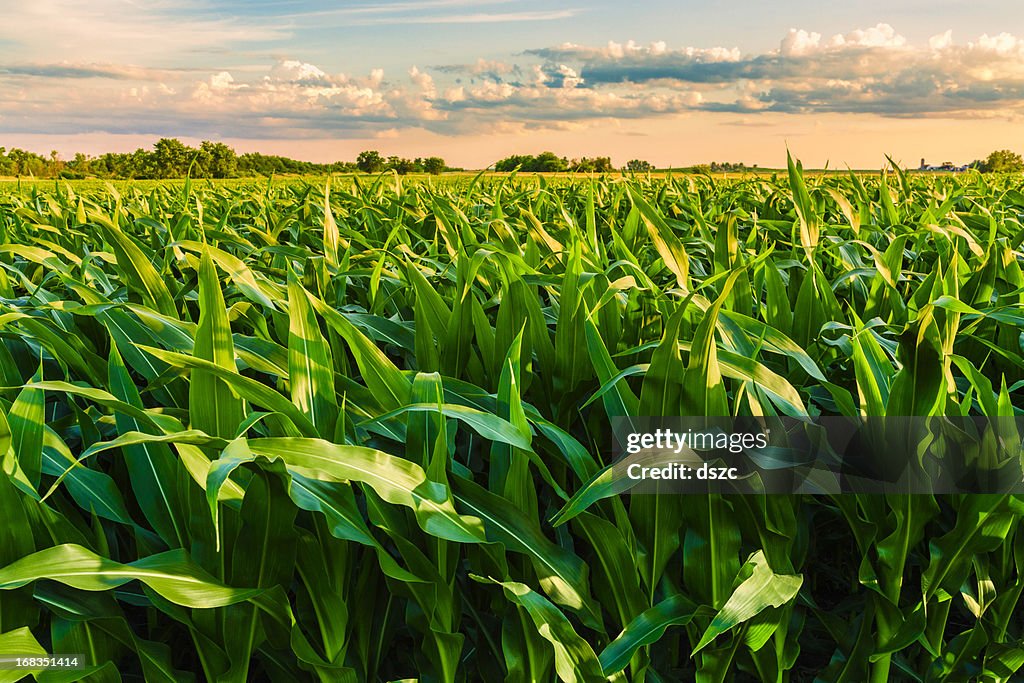 Corn stock images