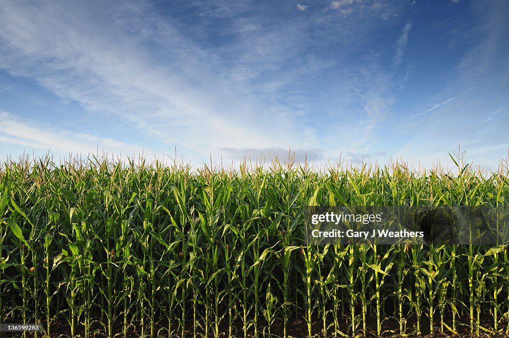 Corn stock images