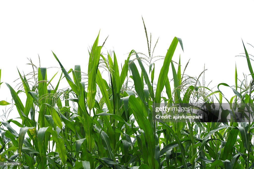 Corn stock images