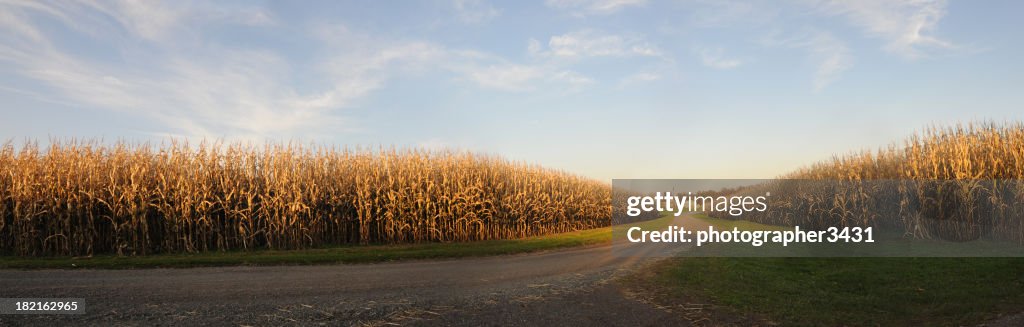Corn stock images