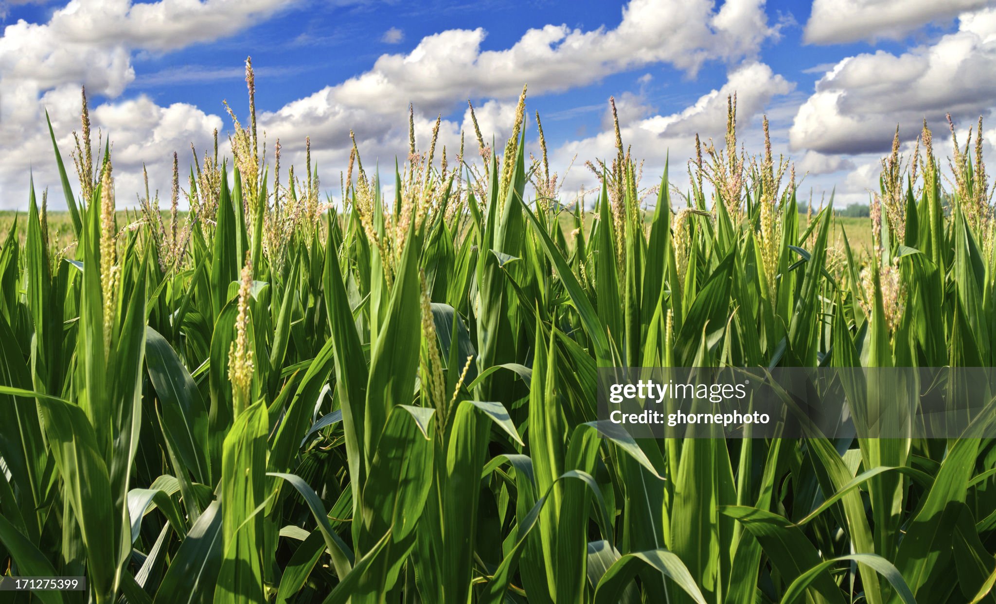 Corn stock images