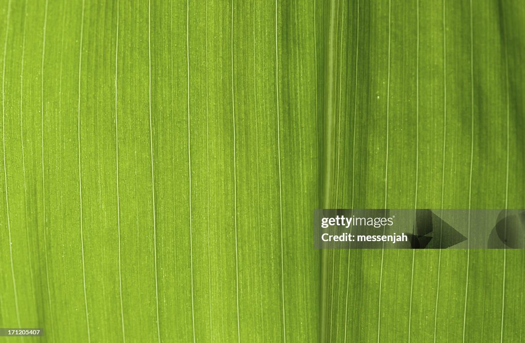 Corn stock images