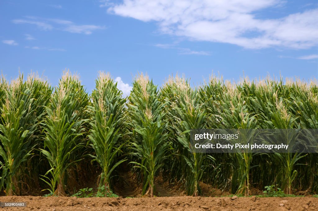 Corn stock images