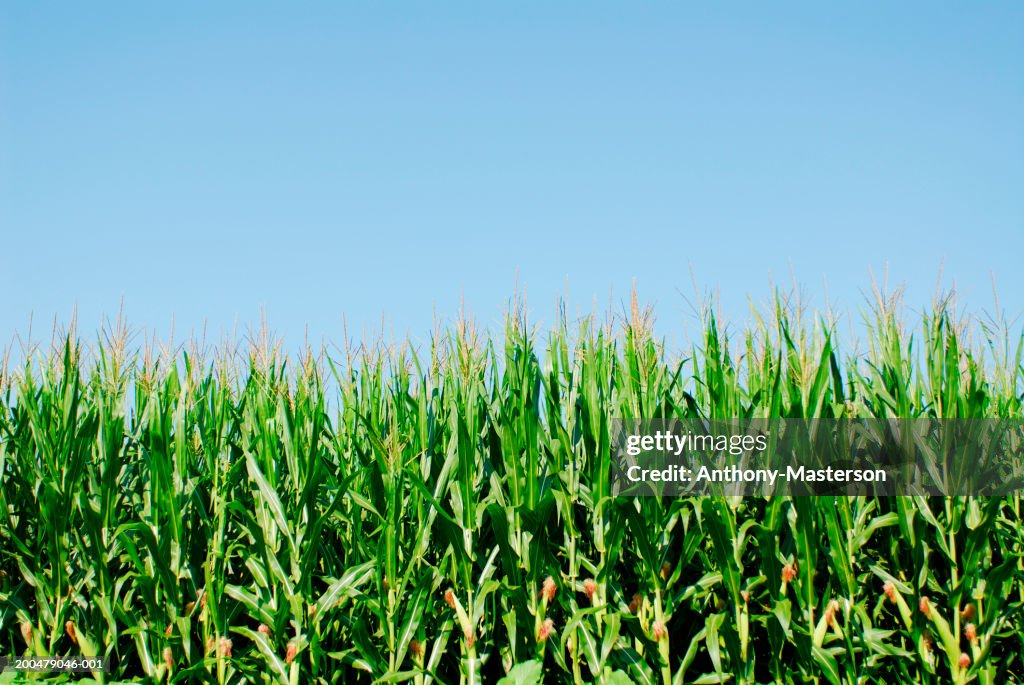 Corn stock images