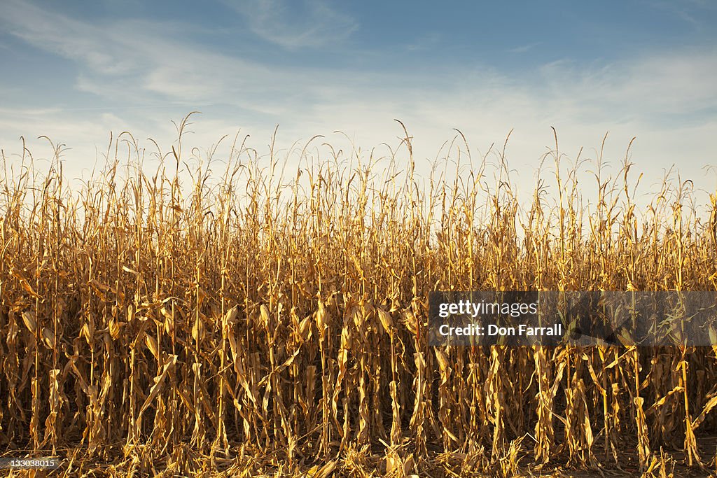 Corn stock images