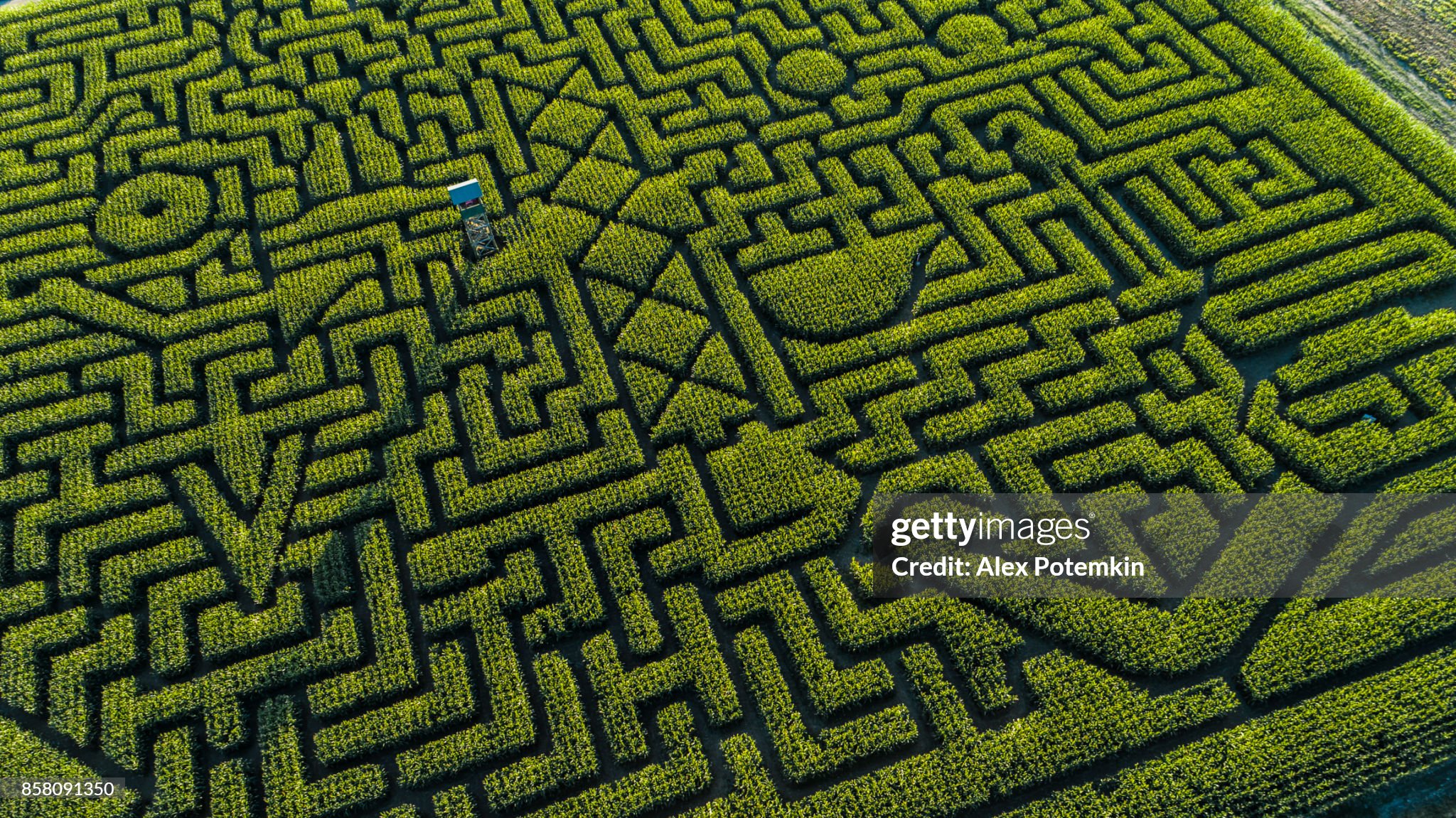 Corn stock images
