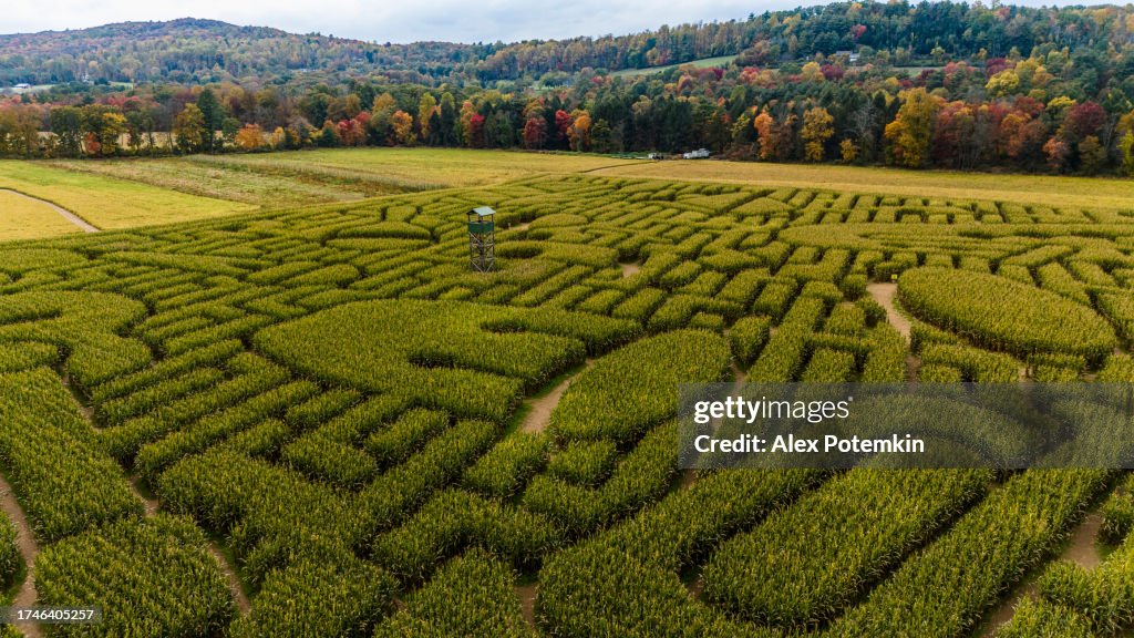 Corn stock images