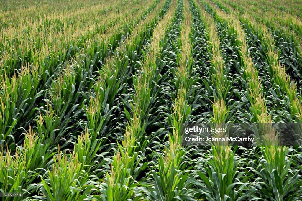Corn stock images