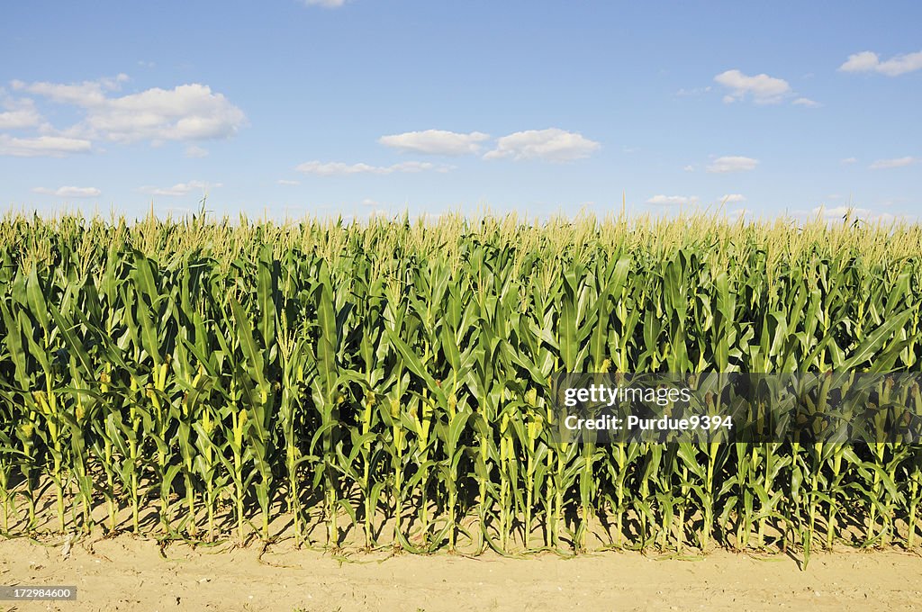 Corn stock images