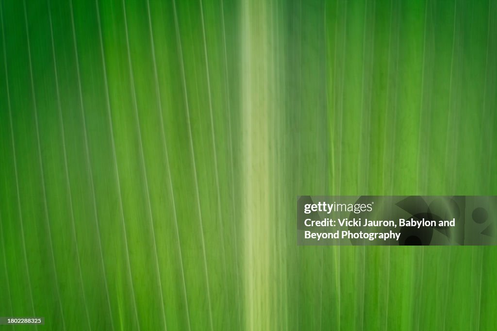 Corn stock images