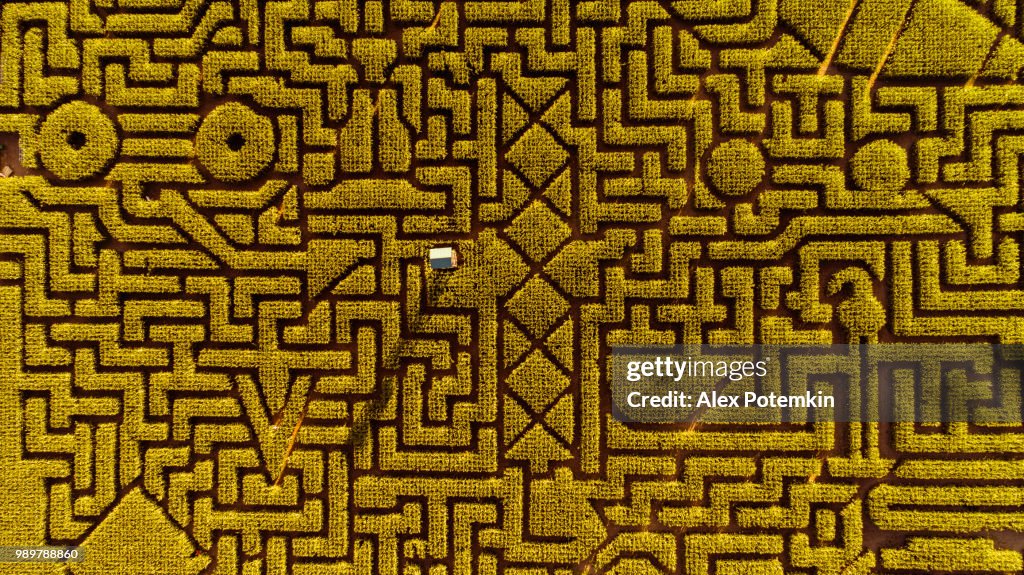 Corn stock images