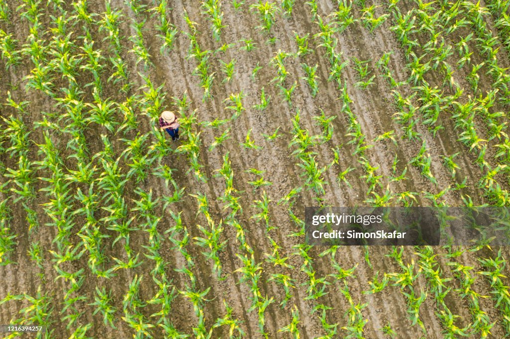 Corn stock images