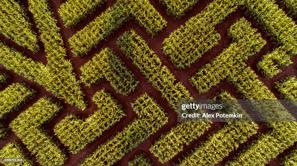 Corn stock images
