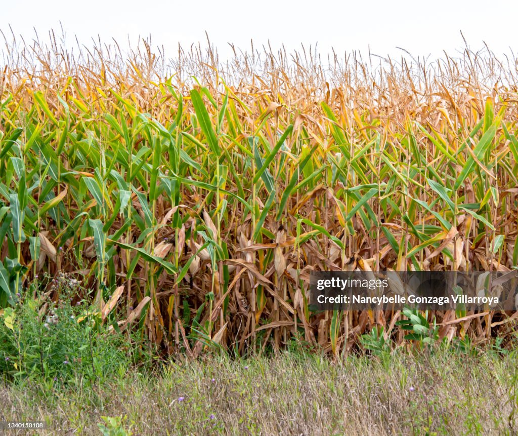 Corn stock images