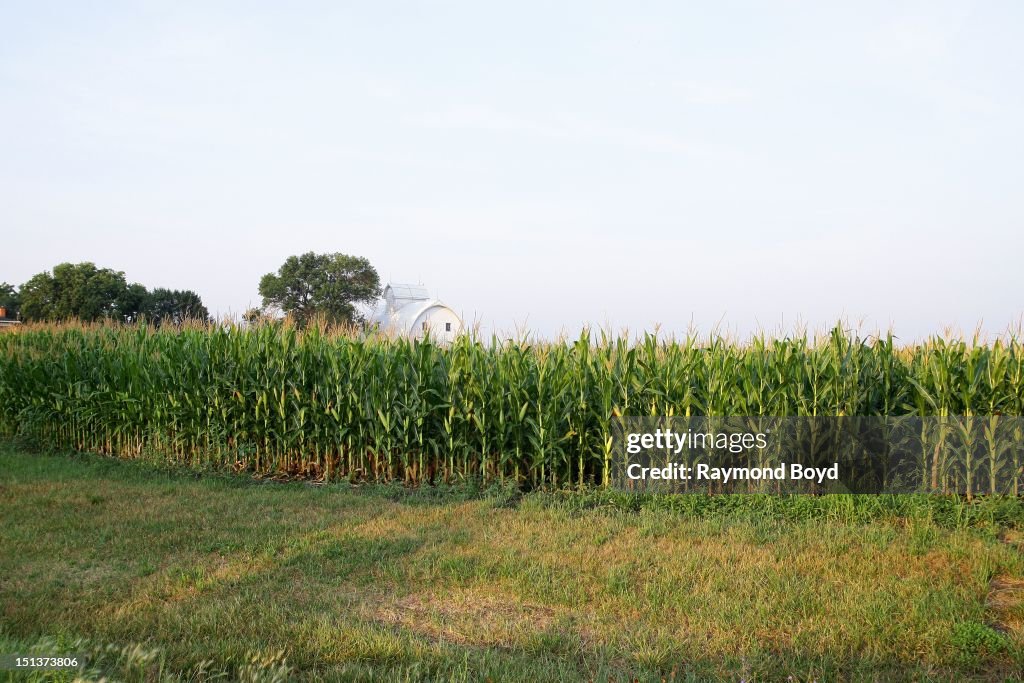 Corn stock images
