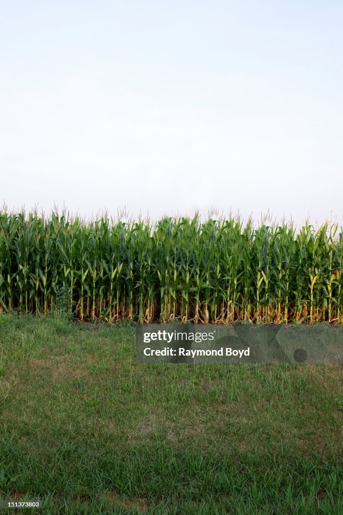 Corn stock images