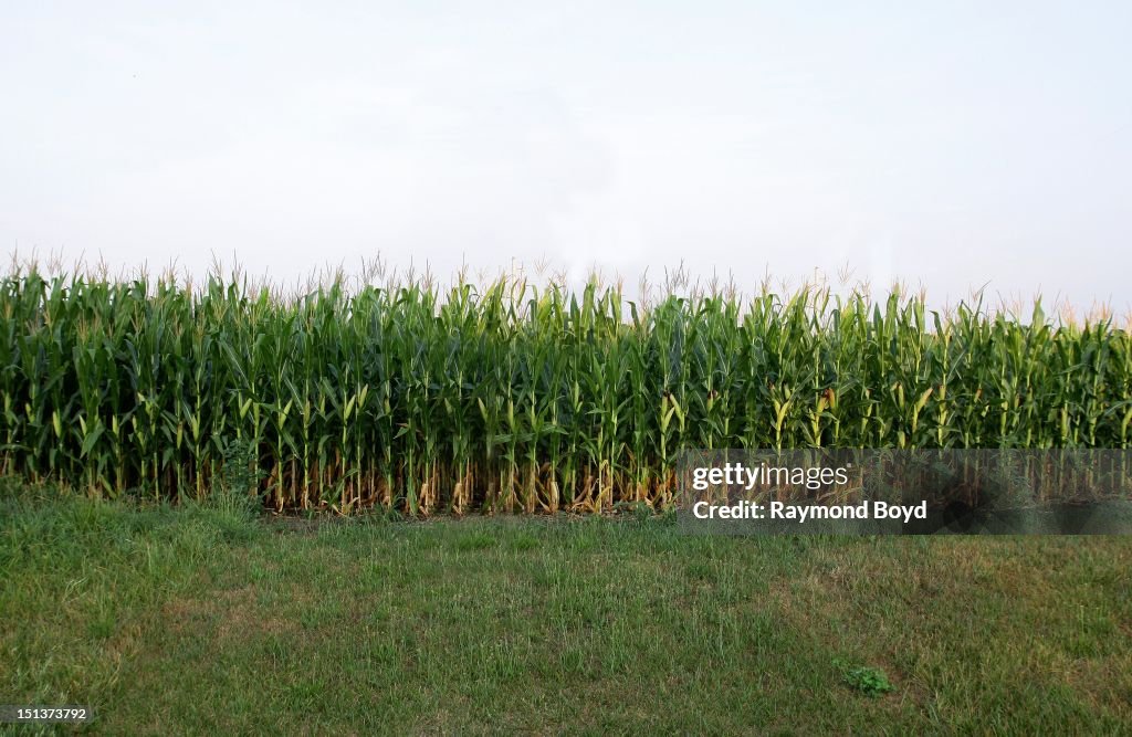 Corn stock images