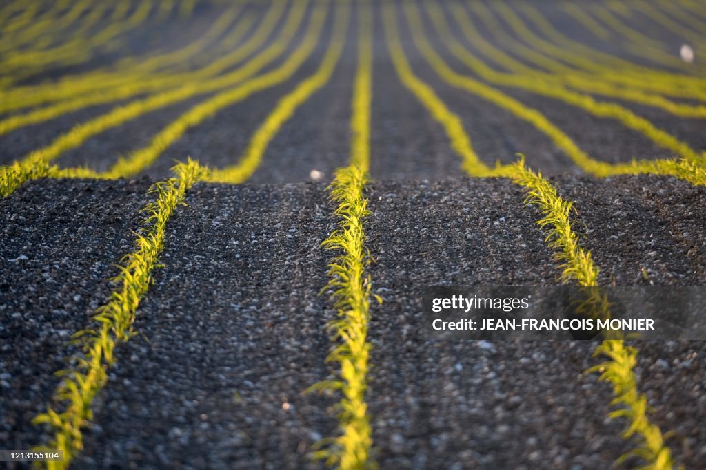 Corn stock images