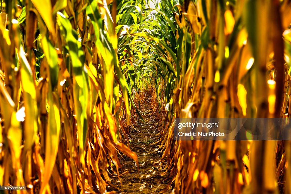 Corn stock images