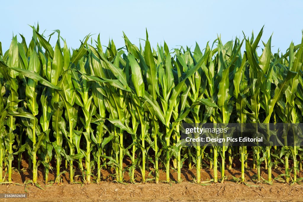 Corn stock images