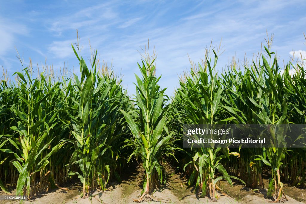 Corn stock images