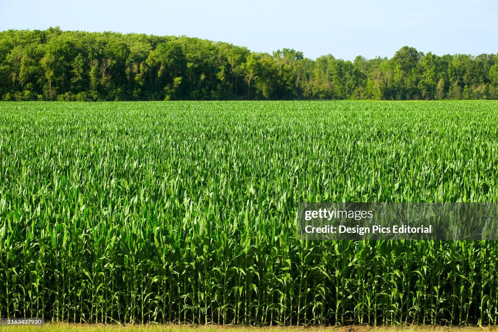 Corn stock images