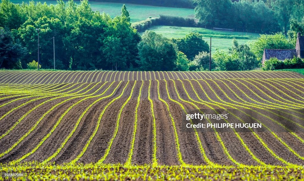 Corn stock images