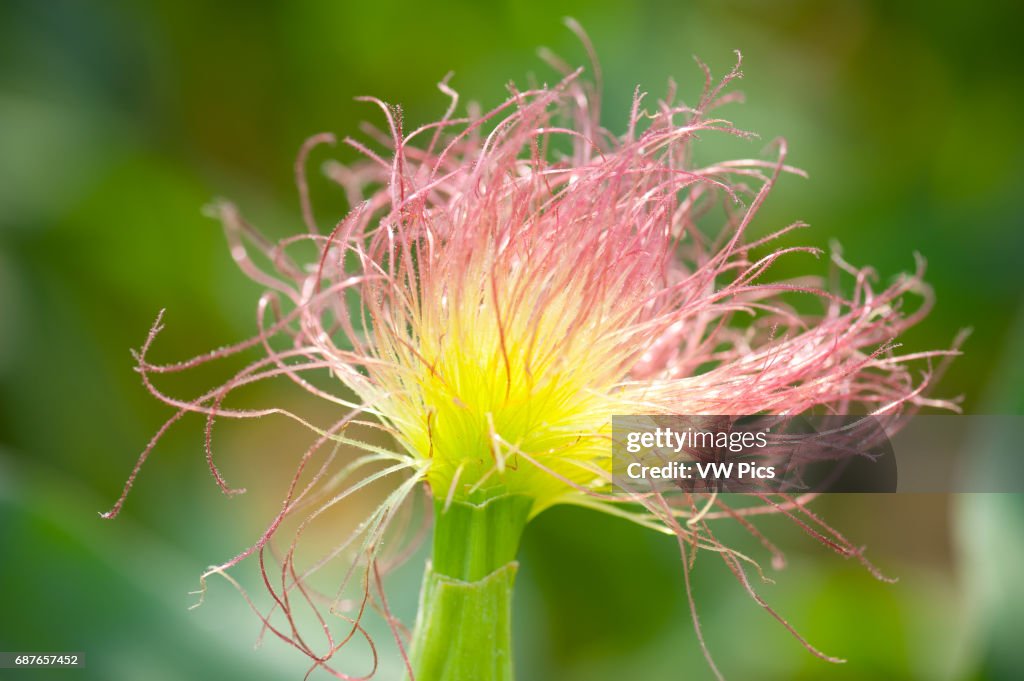Corn stock images