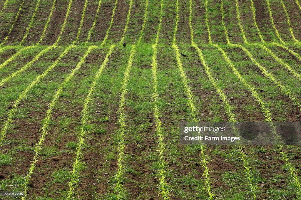 Corn stock images