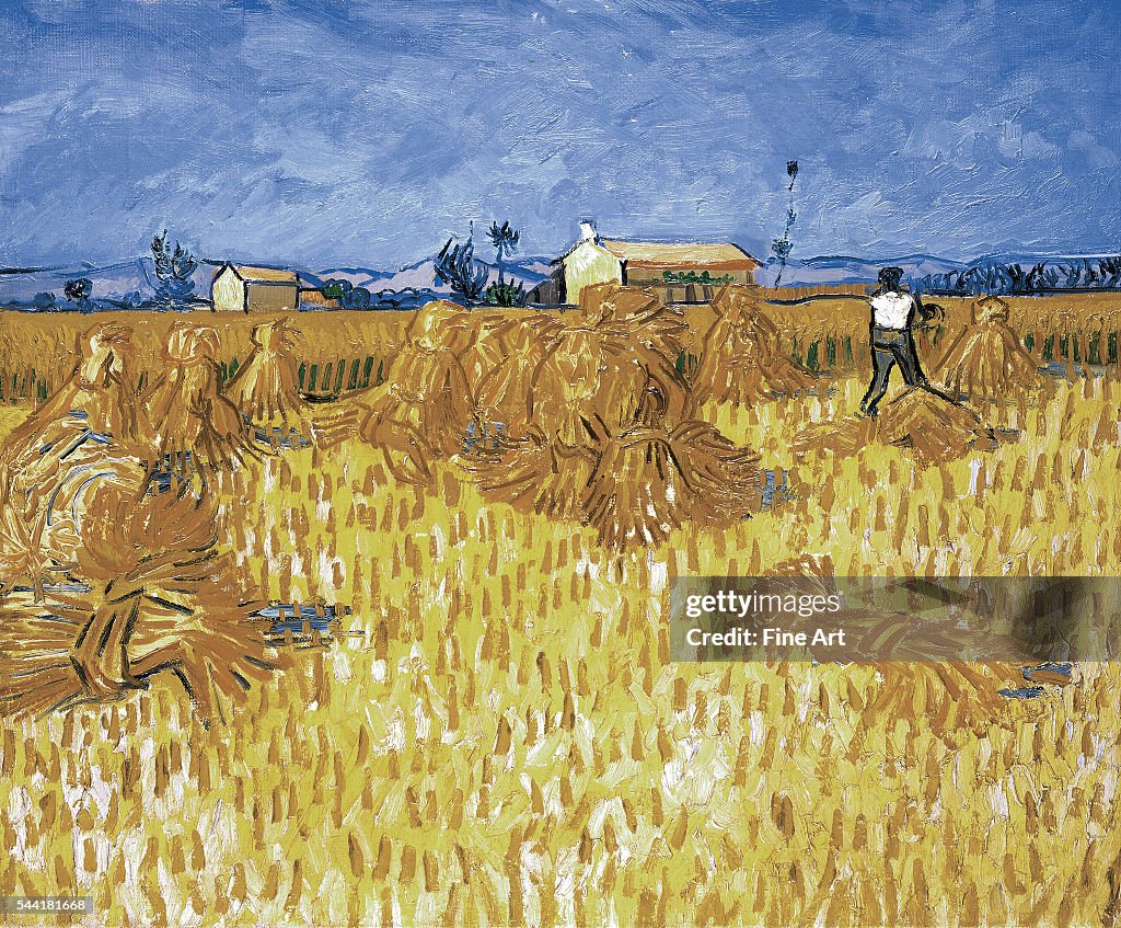 Corn stock images