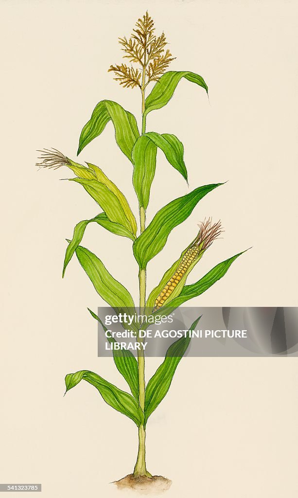 Corn stock images