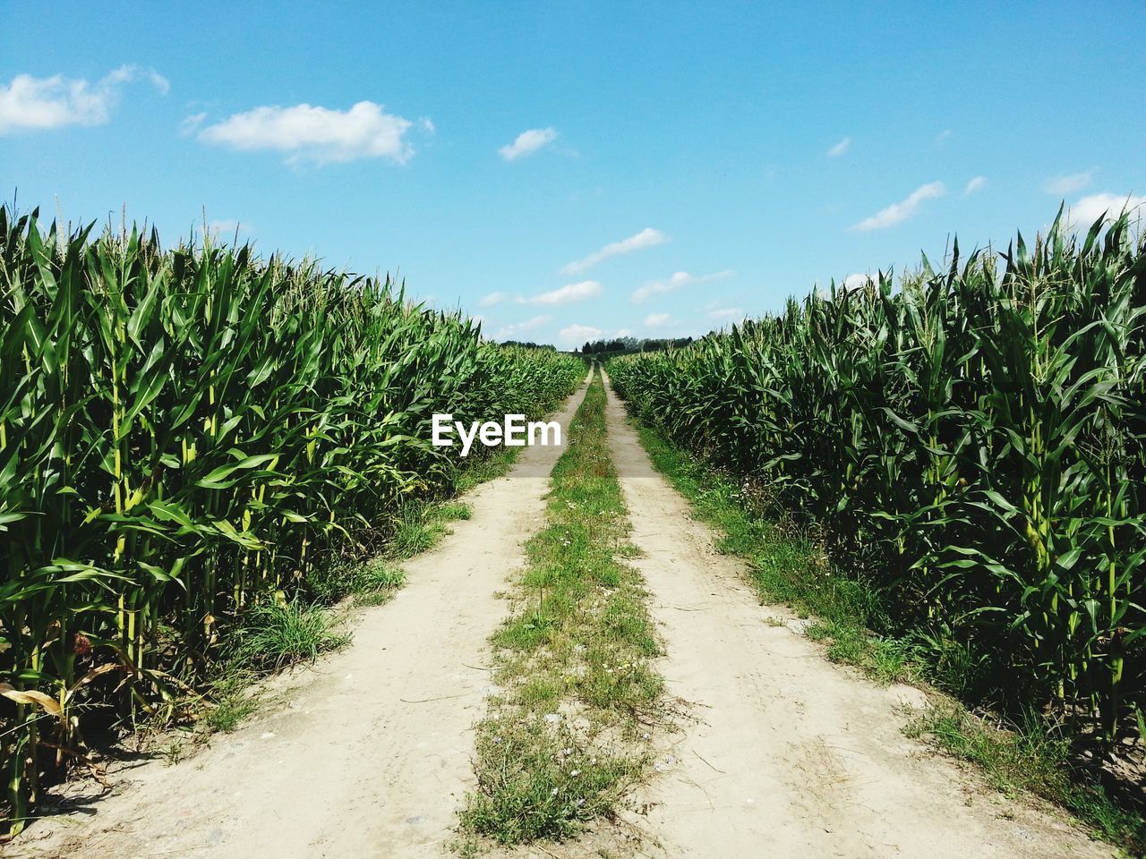 Corn stock images