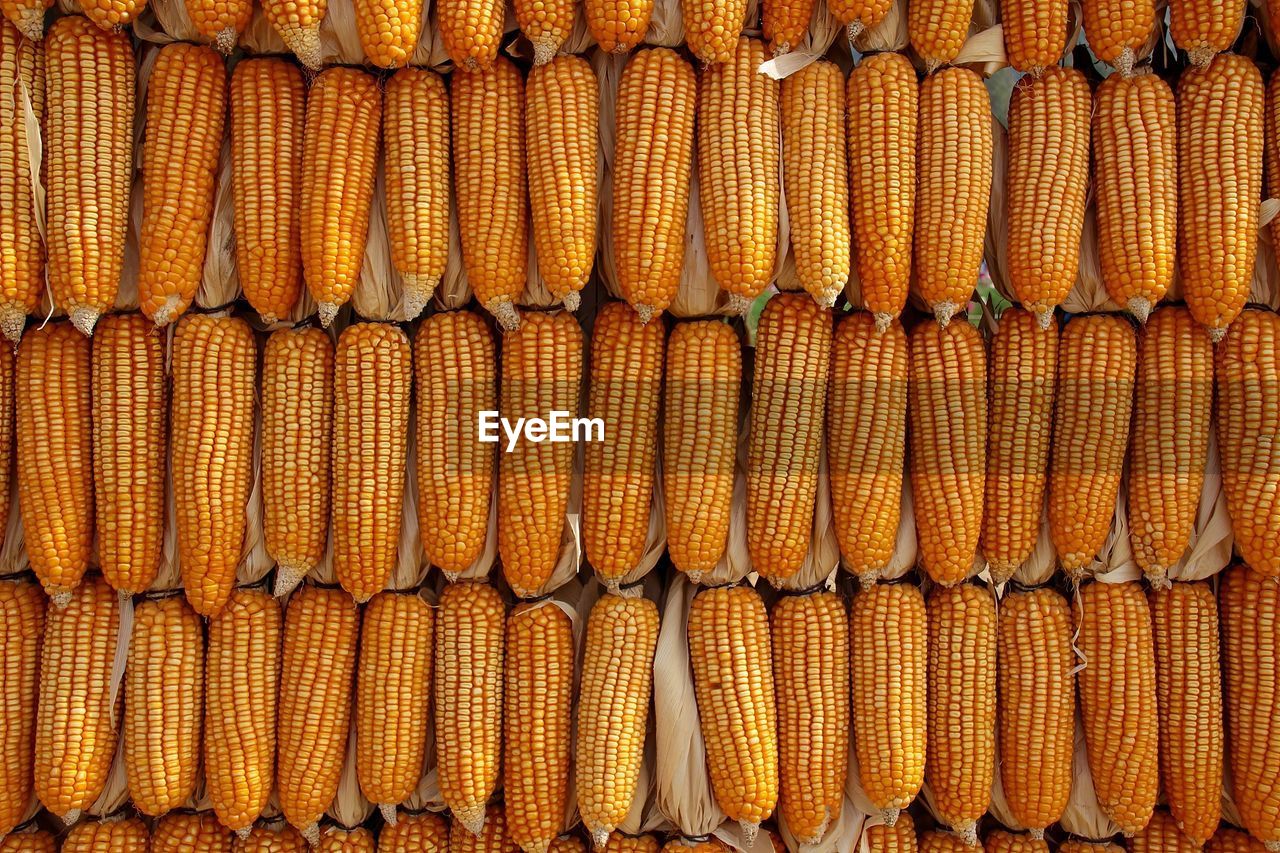 Corn stock images