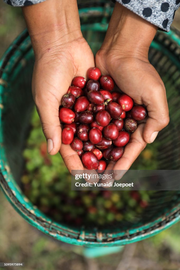 Coffee stock images